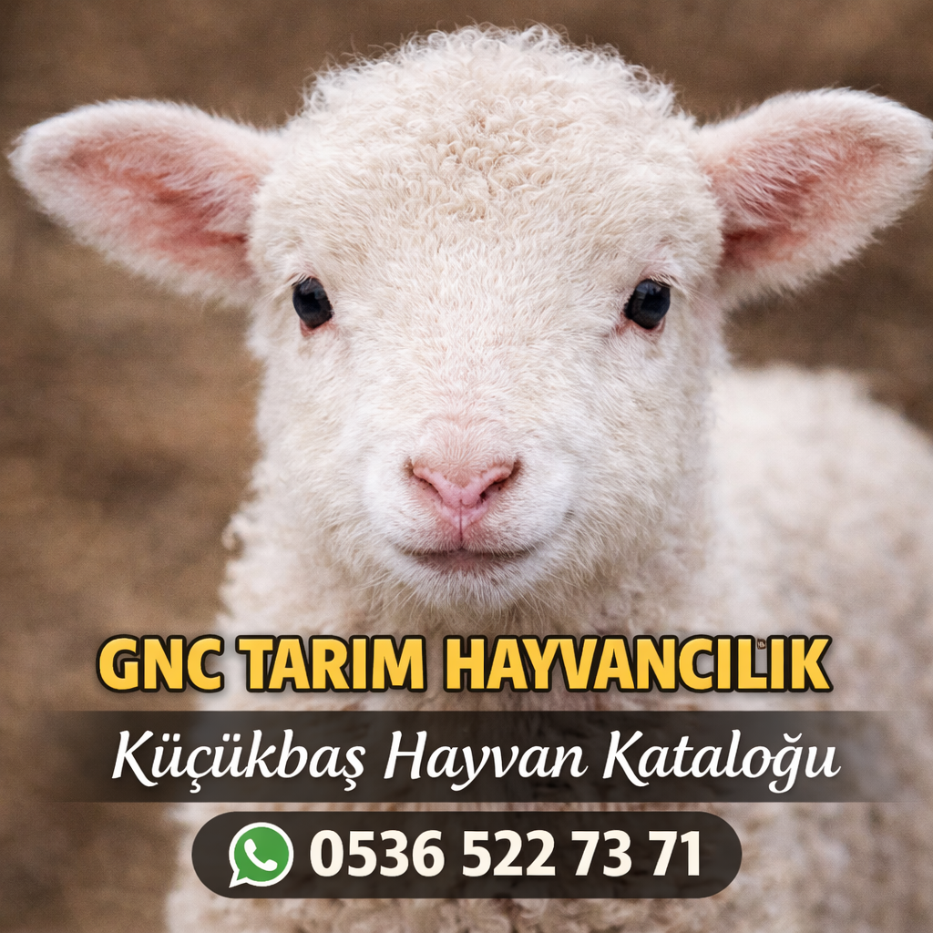 Canlı kuzu satışı