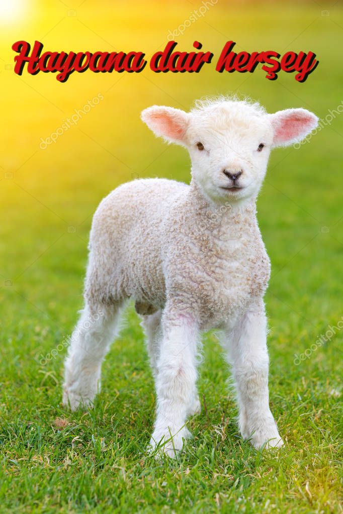 Satılık küçükbaş