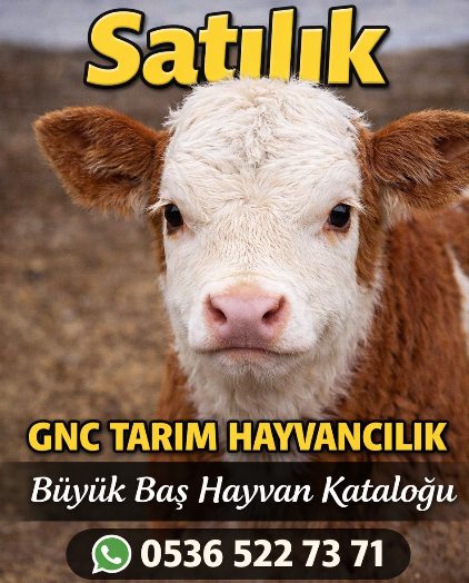 Canlı büyük baş hayvan satışı
